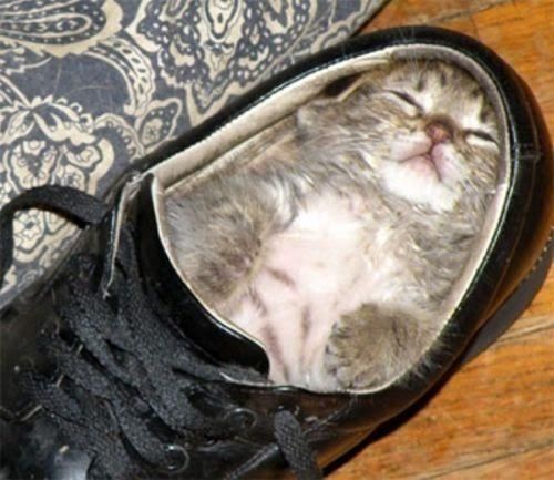 kitty in shoe.jpg
