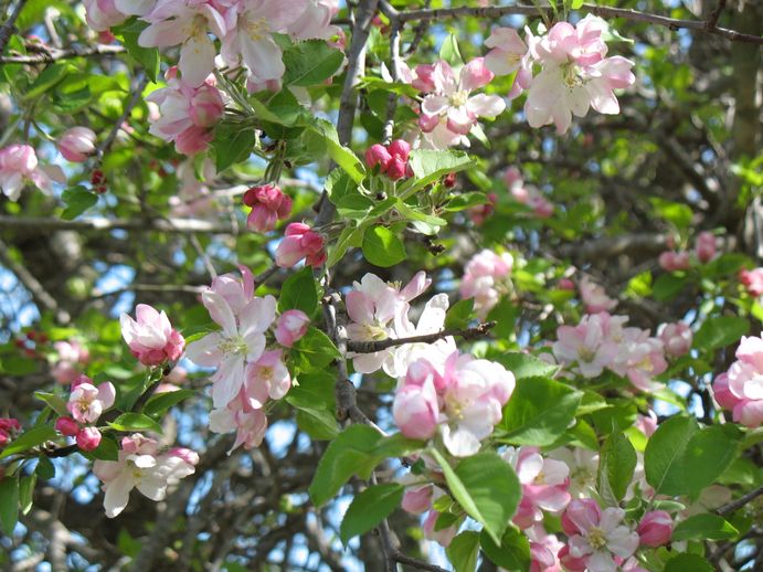 Apple Blossoms4 '11.JPG