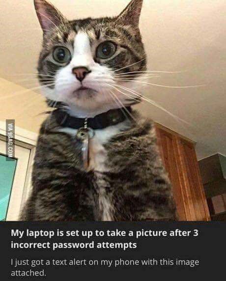 cat wrong pwd meme.jpg