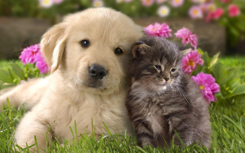 animals kitten puppy flowers.jpg