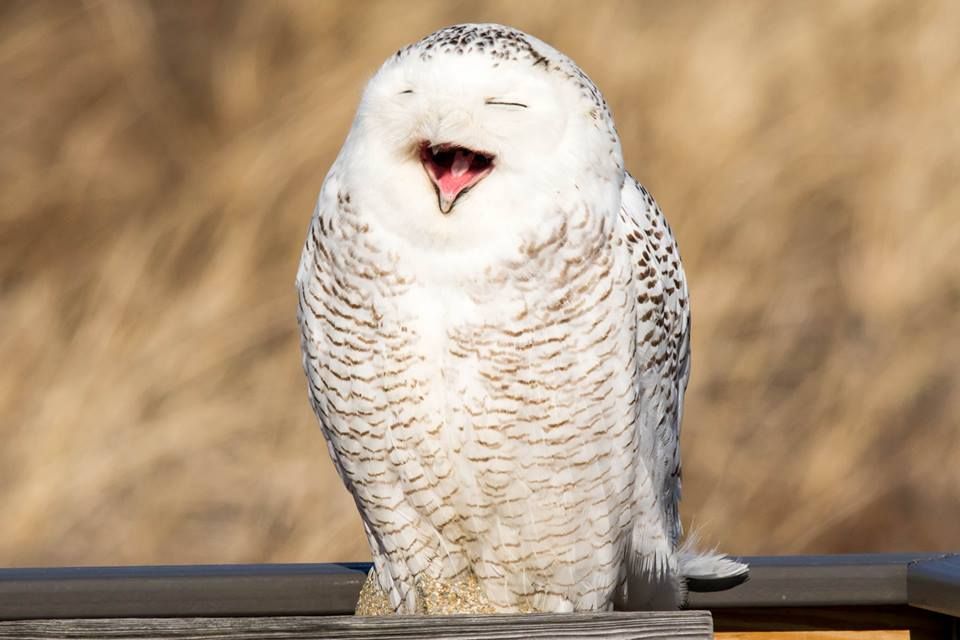 animals owl laughing  blanchard.jpg
